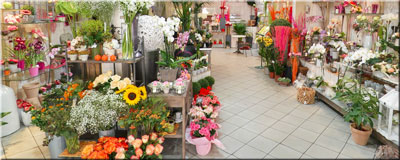 Aurélia Fleurs Création